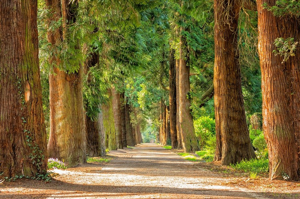 Trees lining both sides of a trail in a park. | State parks near Jacksonville, AR.
