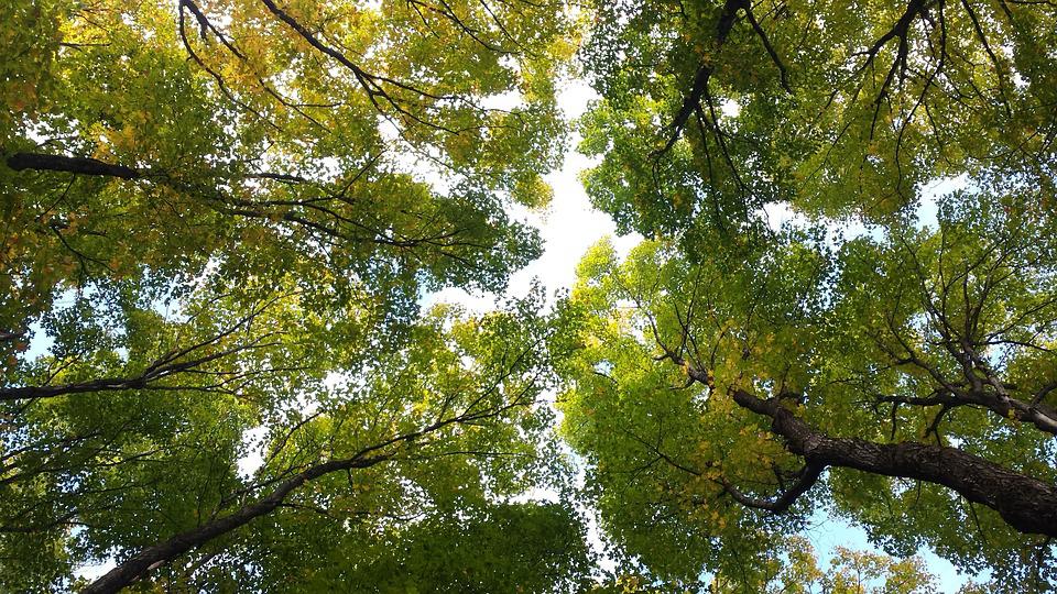 View from the bottom up of trees in a forest. | Things to do around Jacksonville, AR.