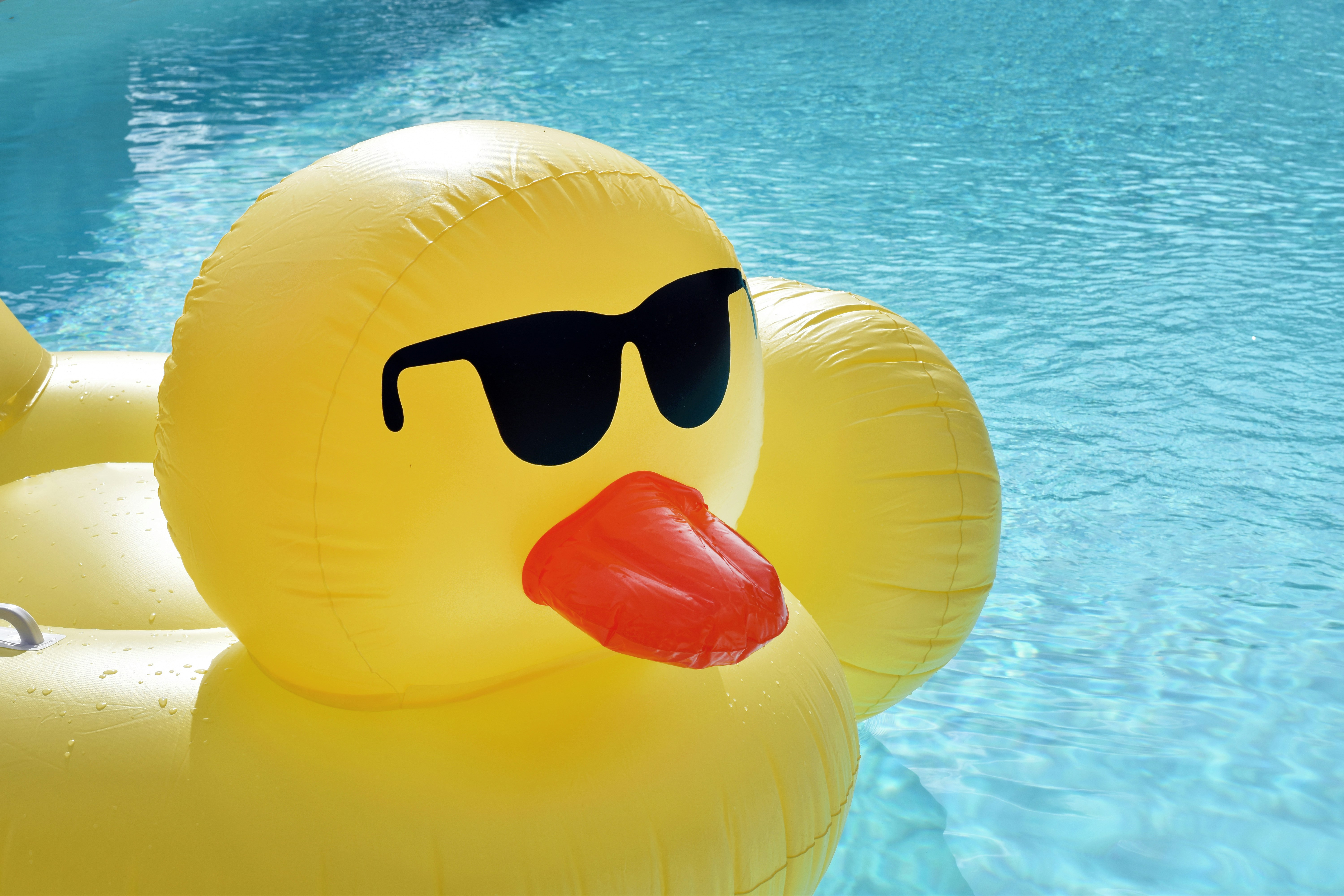 yellow rubber duck in pool